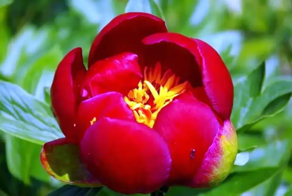 15 mai: Prima celebrare a Zilei Bujorului Românesc.