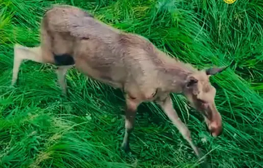 Elanii se întorc acasă: După două secole, giganții pădurilor românești revin