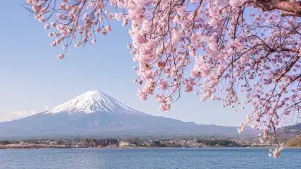 Experiența de flori de cireșe din Japonia: un ghid responsabil