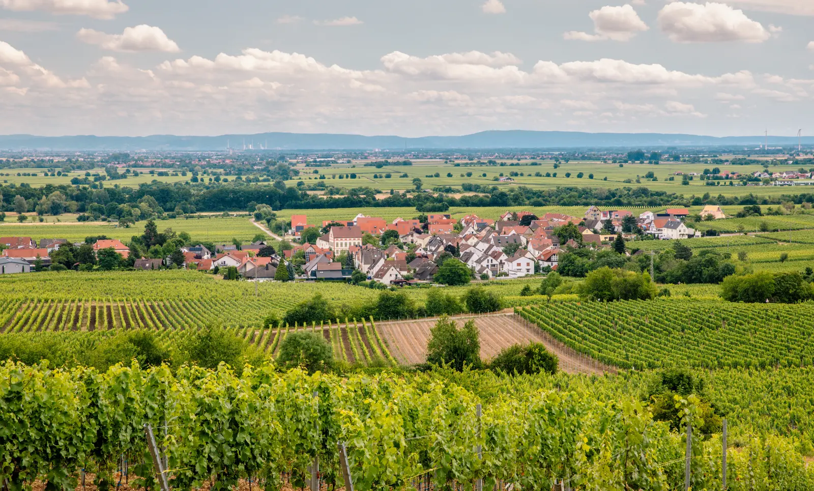 Deidesheim: Bijuteria viticolă din Germania care a cucerit elita gastronomică
