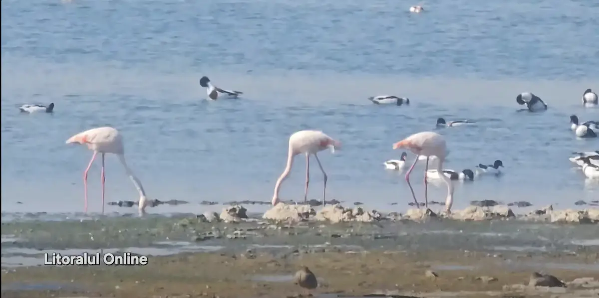 Flamingo surprinși pe lacul Techirghiol din România