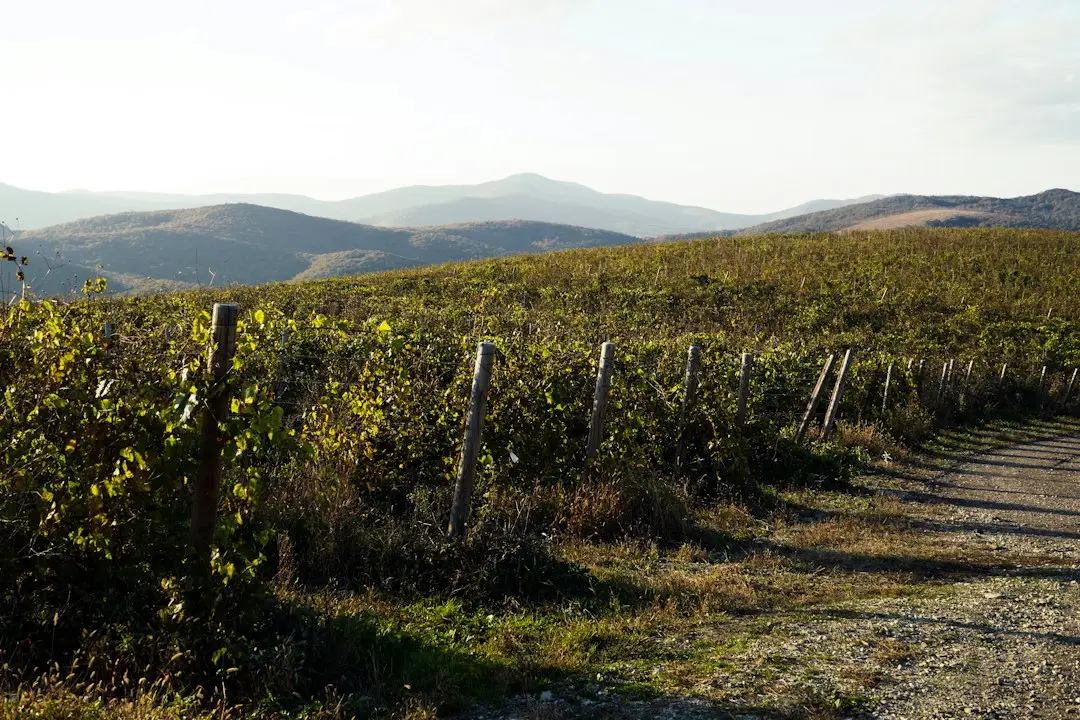 Vinerea neagră în România: date de începere a anului 2026 și diferențele pe care trebuie să le știți